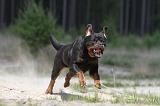 ROTTWEILER 290